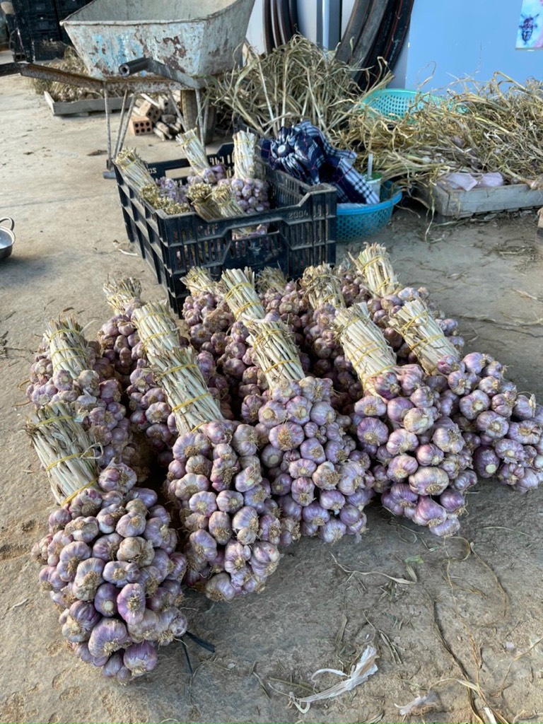 Tỏi tím Đà Lạt tép VIP (búi 1kg)