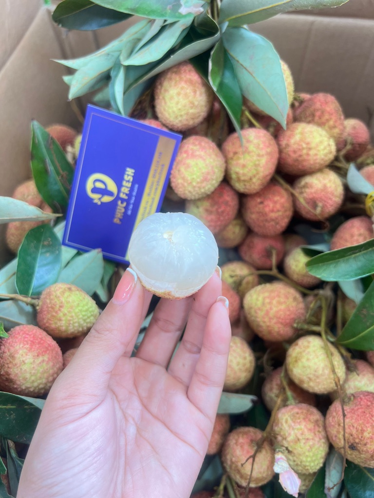 Vải U Hồng Đắk Lắk