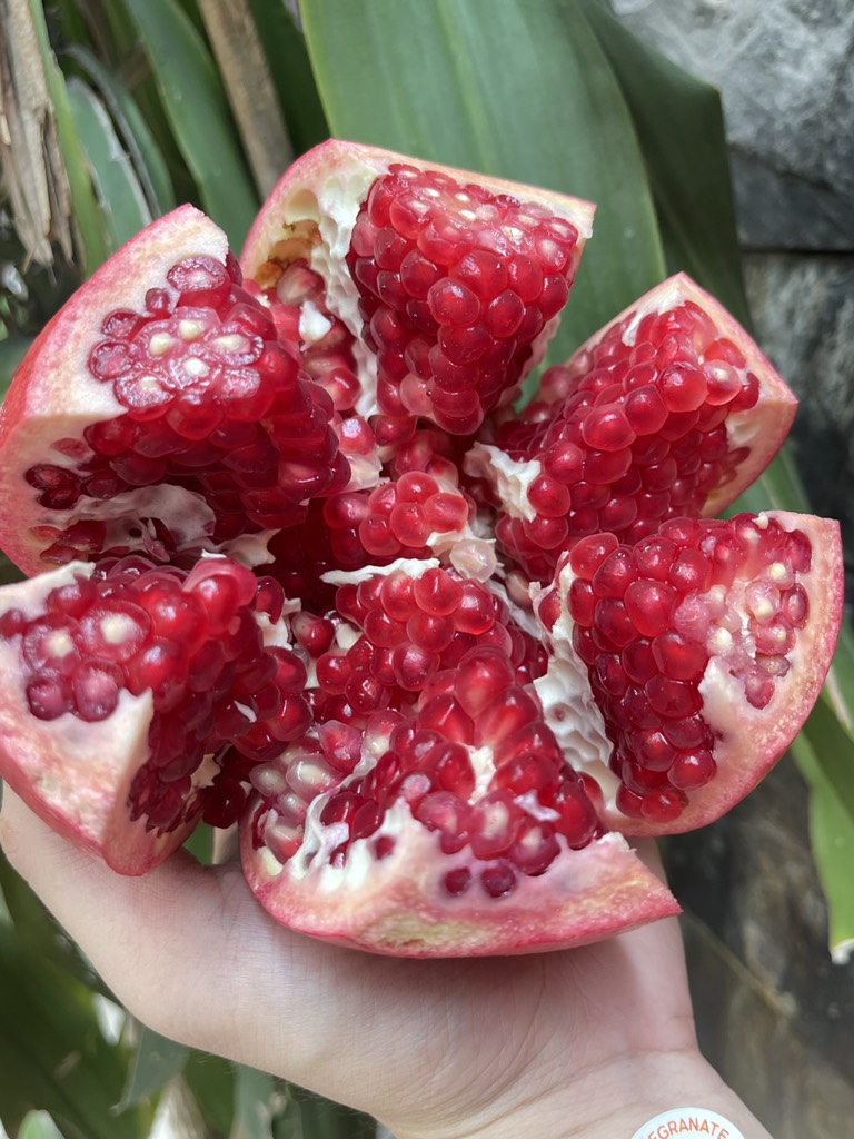 Lựu Peru size 5-6-7-8