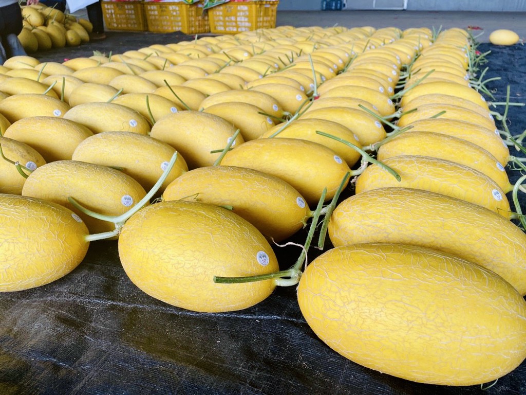 Dưa lưới hoàng kim huỳnh long globalgap (Bình An Farm)