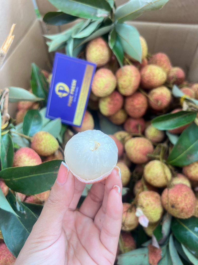 Vải U Hồng Đắk Lắk