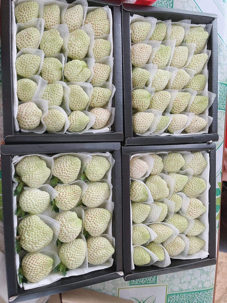 Dâu Bạch Tuyết Đà Lạt sz 24 (hộp 250gr)