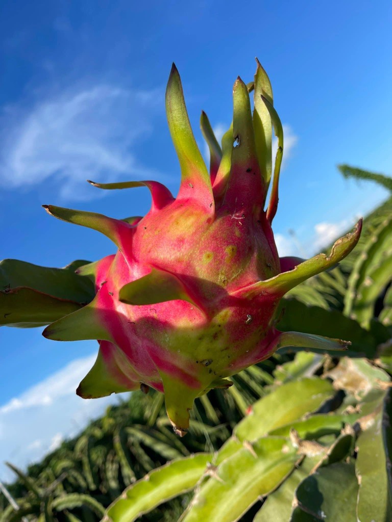 Thanh long ruột tím hồng Vietgap/Globalgap