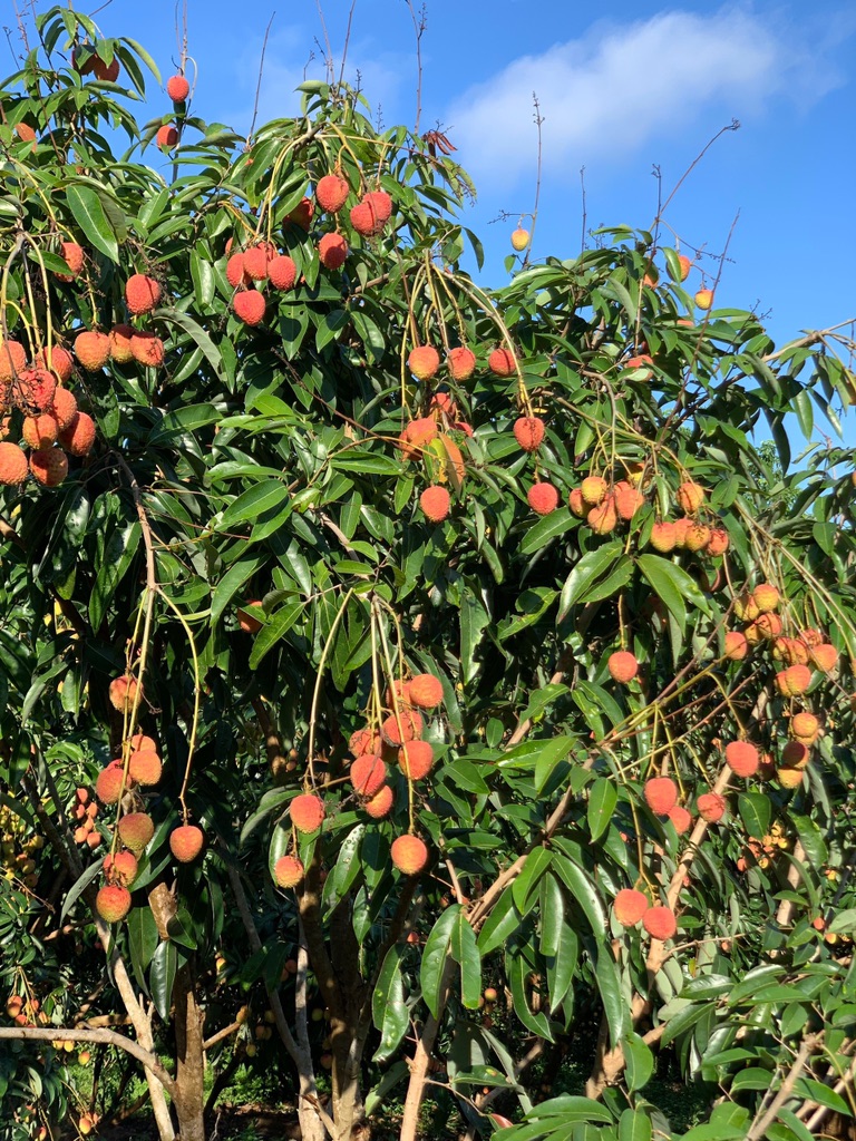 Vải U Hồng Đắk Lắk