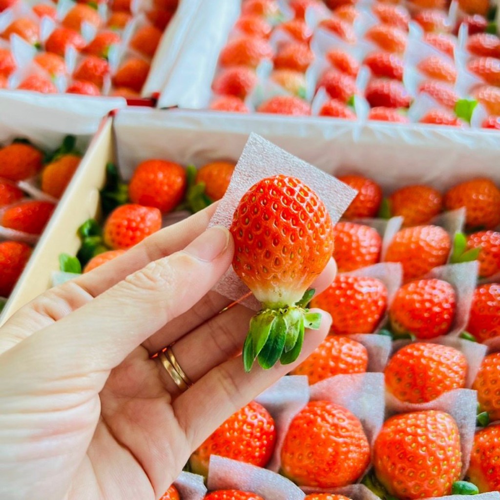 Dâu Tây giống Nhật size C (49 trái) hộp 500gr