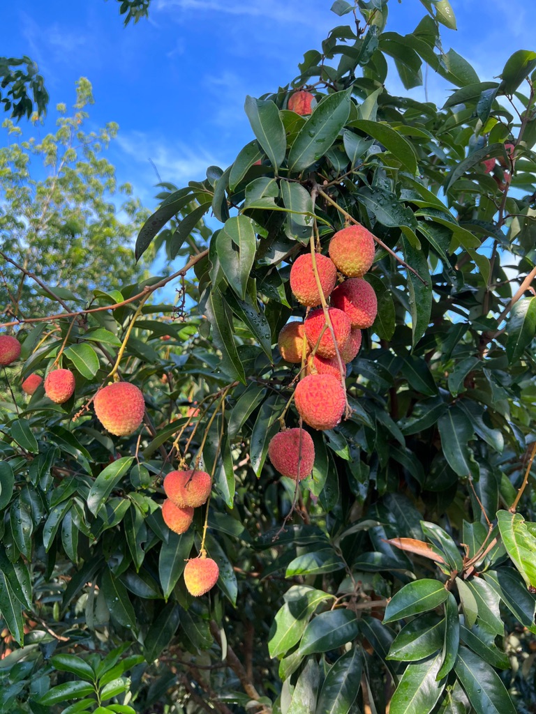 Vải U Hồng Đắk Lắk