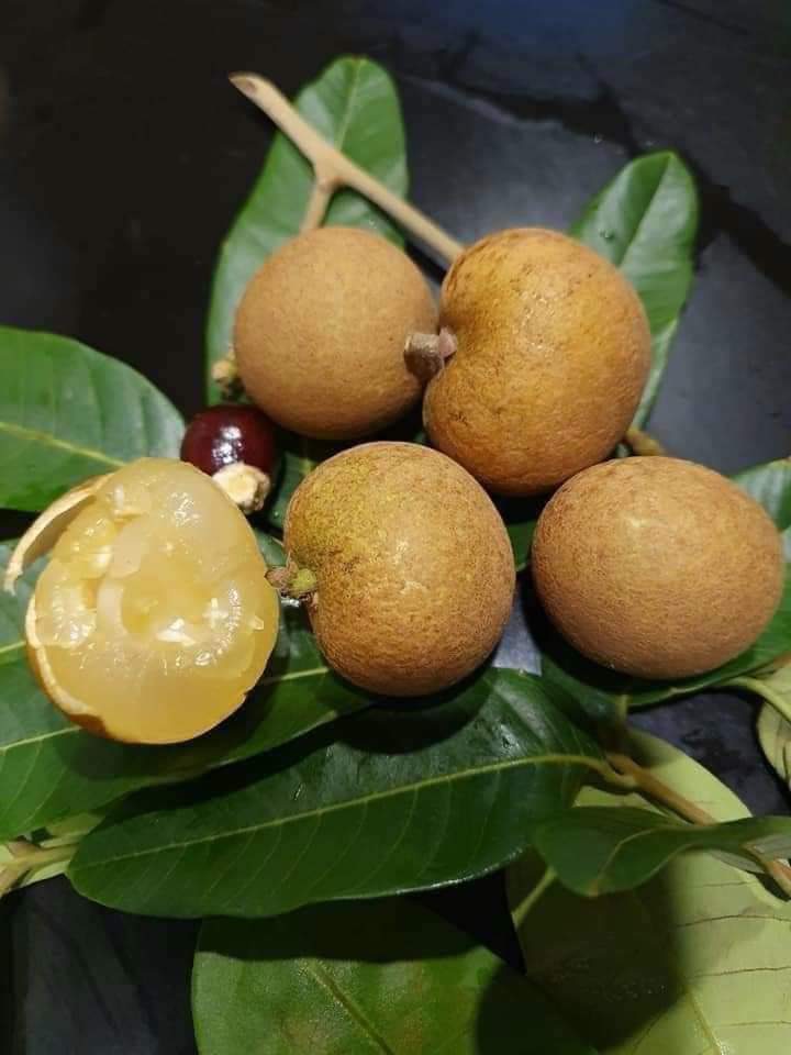 Thanh nhãn (nhãn bắp cải)