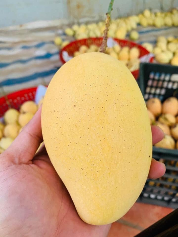 Xoài Cát Chu Hữu Cơ Cao Lãnh chú Hiệp