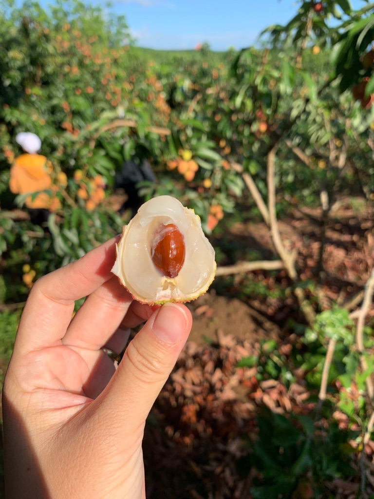 Vải U Hồng Đắk Lắk