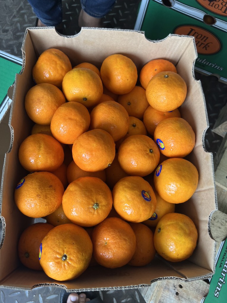 Quýt Úc Iron size 56