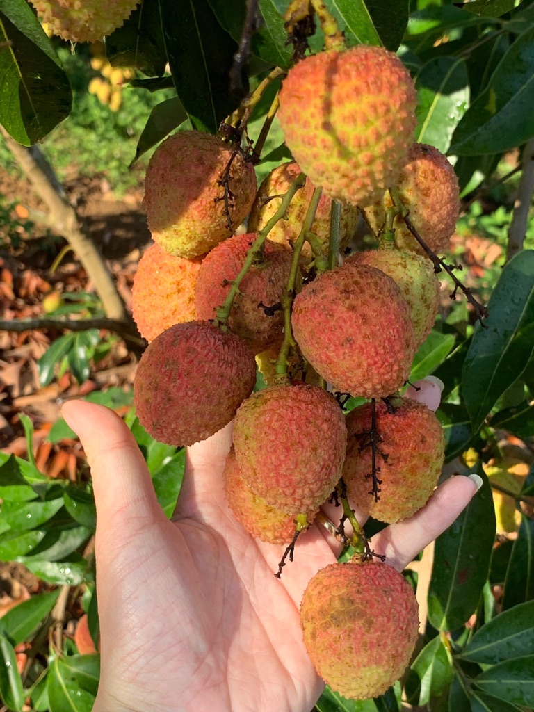 Vải U Hồng Đắk Lắk