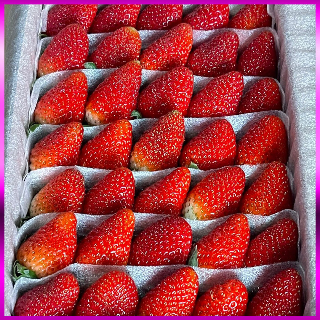 Dâu Montery thuỷ canh Đà Lạt hộp 500g