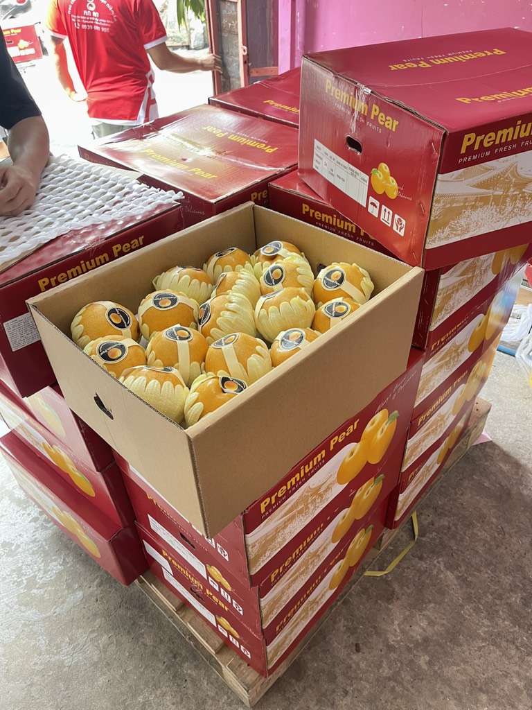 LÊ NÂU SIGON sz 34