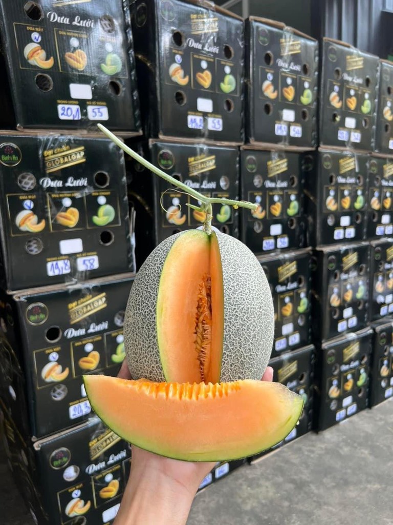 Dưa lưới (dưa Mật) Amore Bình An Farm premium