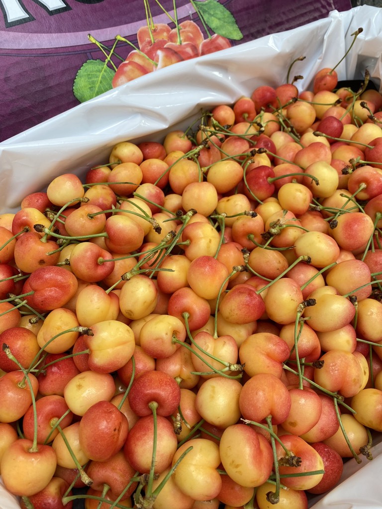 Cherry vàng Mỹ Nordic size 10