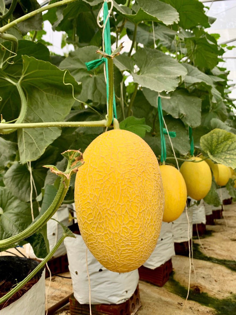 Dưa Lưới Huỳnh Long - Loại I