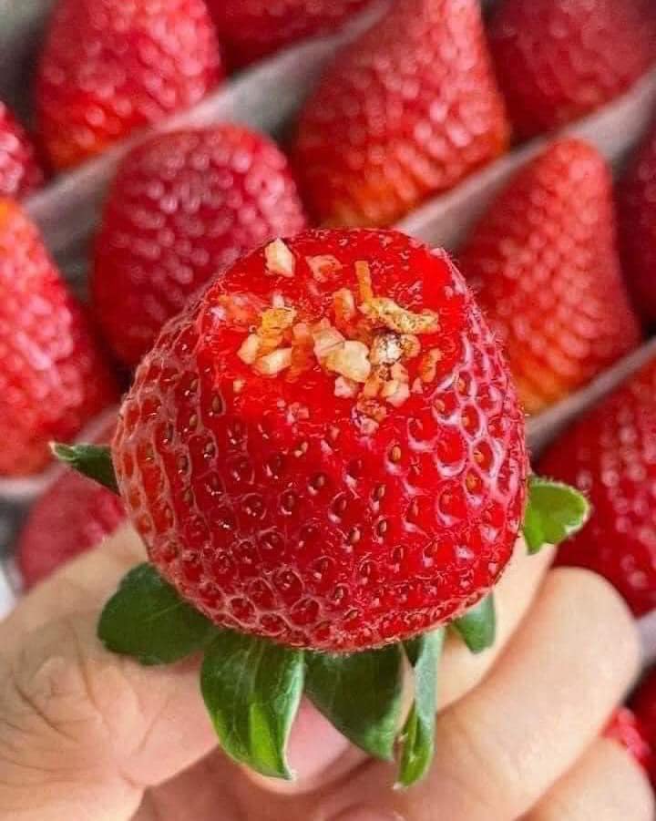 Dâu Montery thuỷ canh Đà Lạt hộp 500g