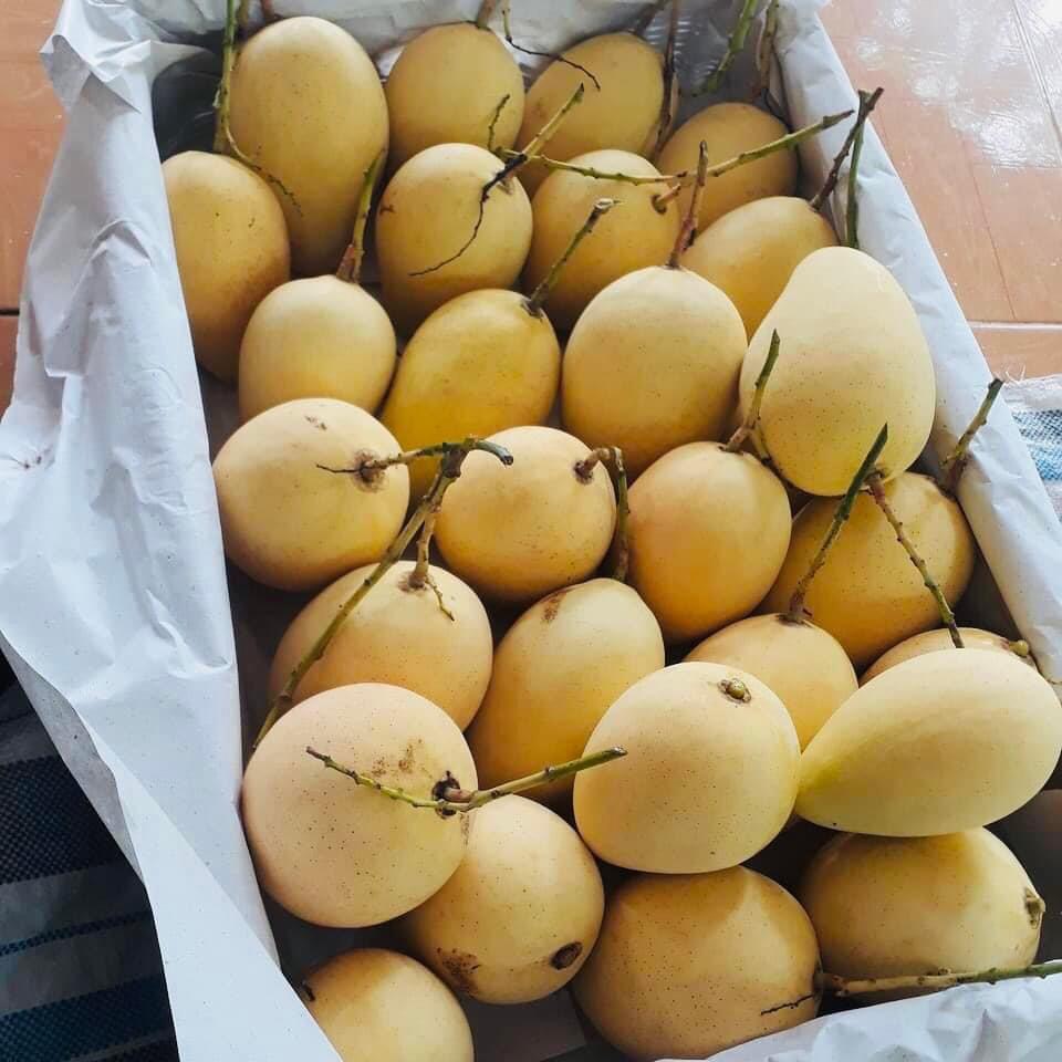 Xoài Cát Chu Hữu Cơ Cao Lãnh chú Hiệp