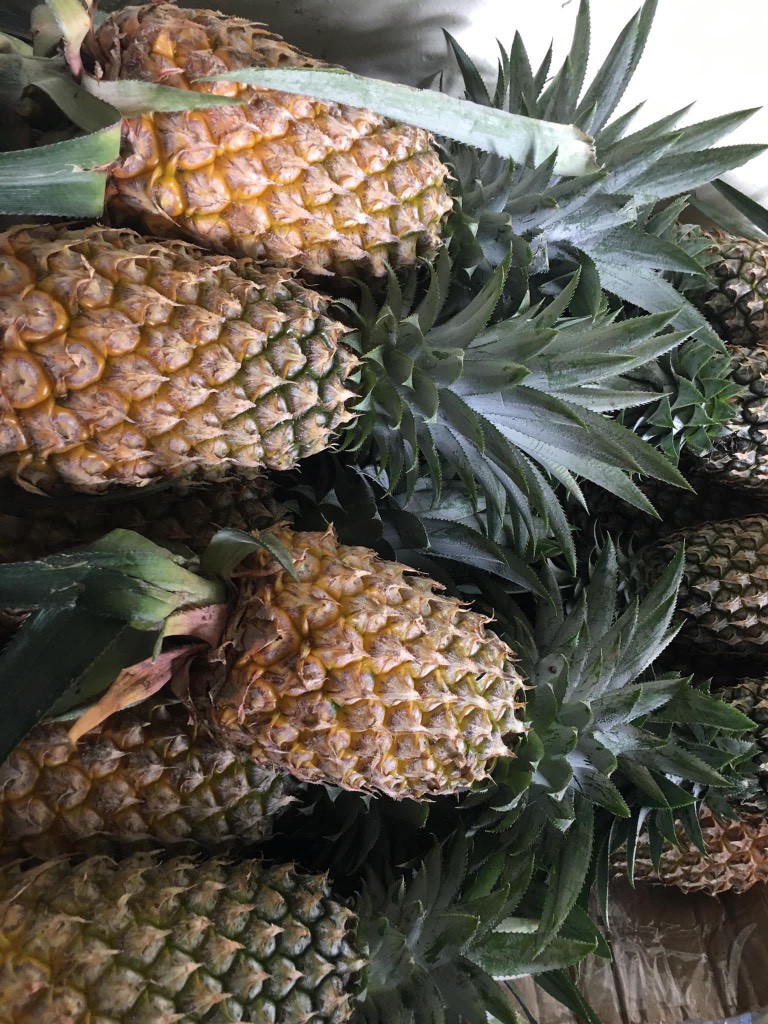 Khóm (thơm) Tắc Cậu