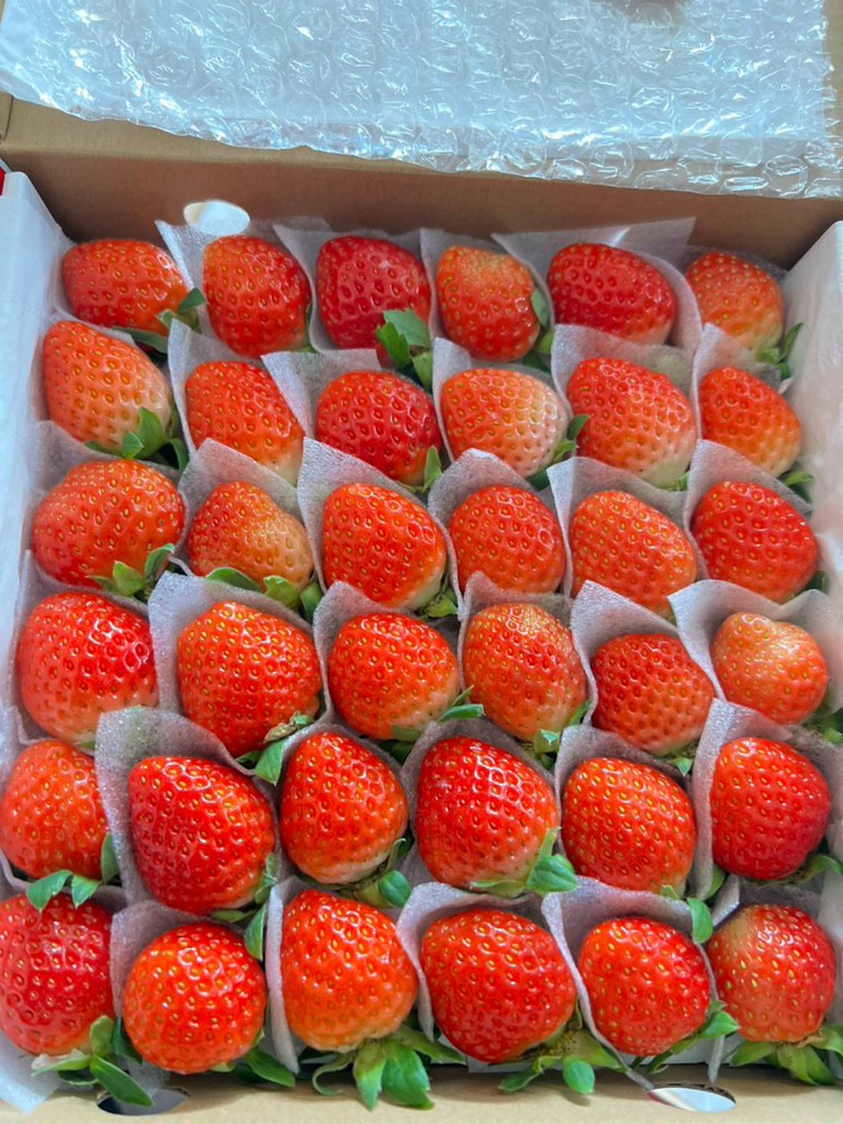 Dâu Tây giống Nhật size C (49 trái) hộp 500gr