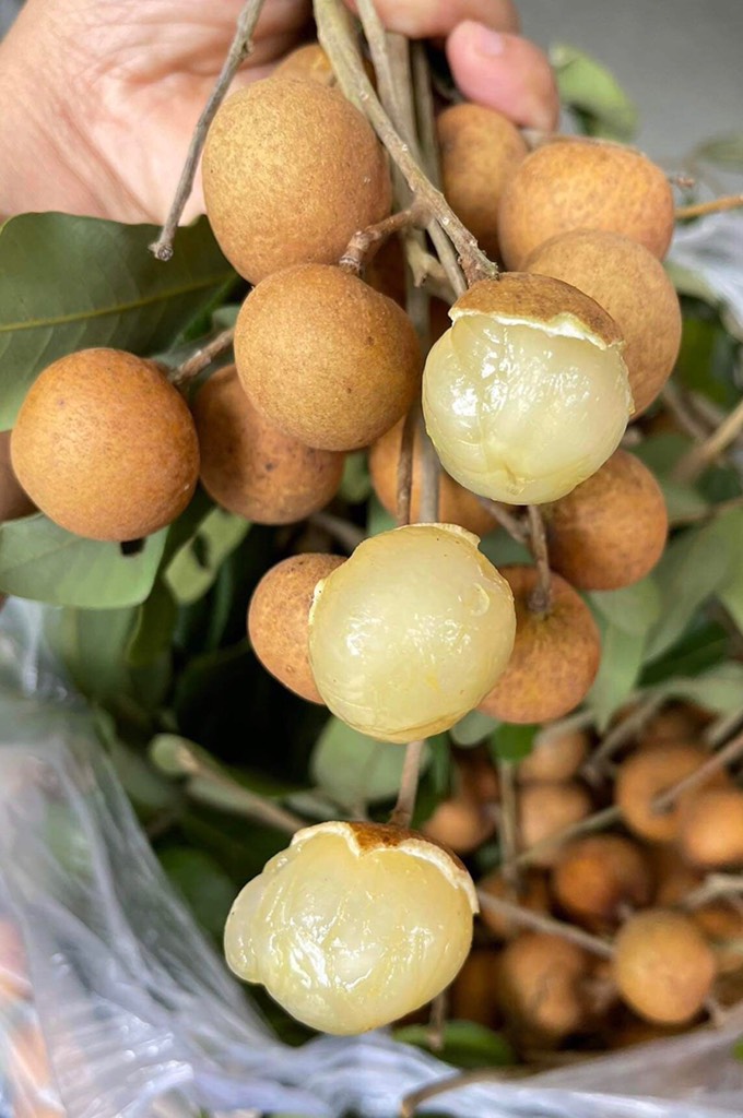 Thanh nhãn (nhãn bắp cải)