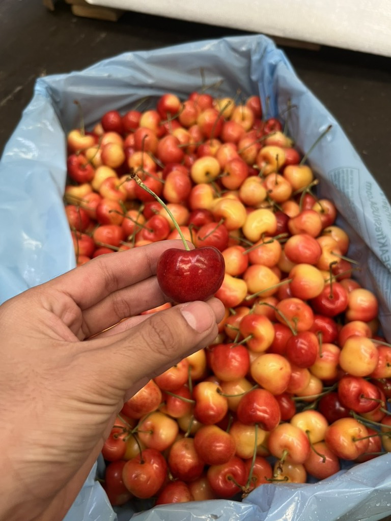 Cherry vàng Mỹ Monkey sz 8.5