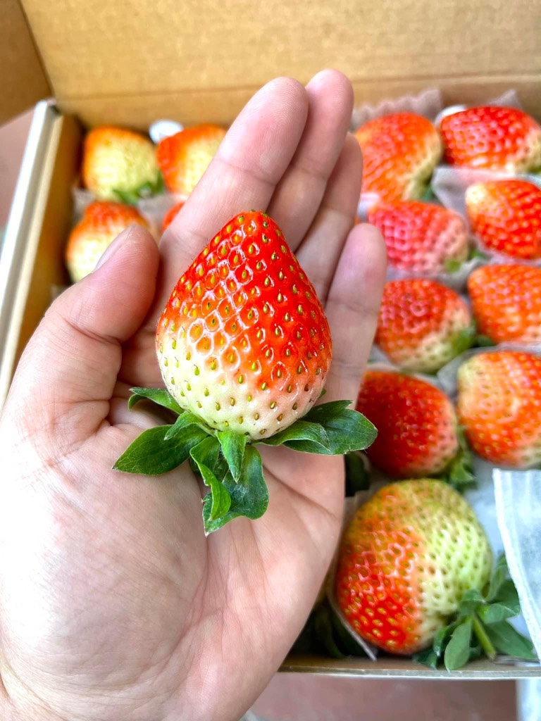 Dâu tây giống Nhật size B (36 trái) 500gr