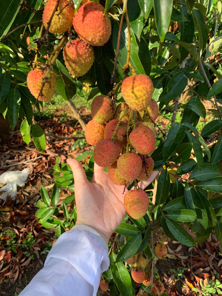 Vải U Hồng Đắk Lắk