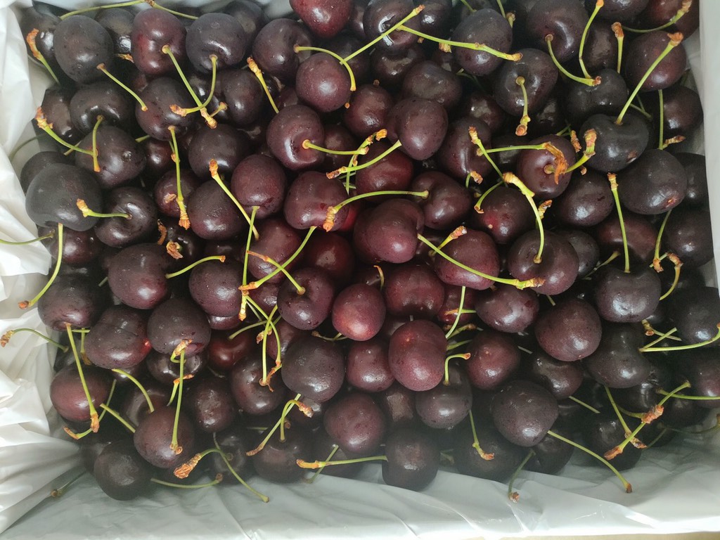 Cherry Úc Tamanian R&H size 30-32 Lapin 5kg