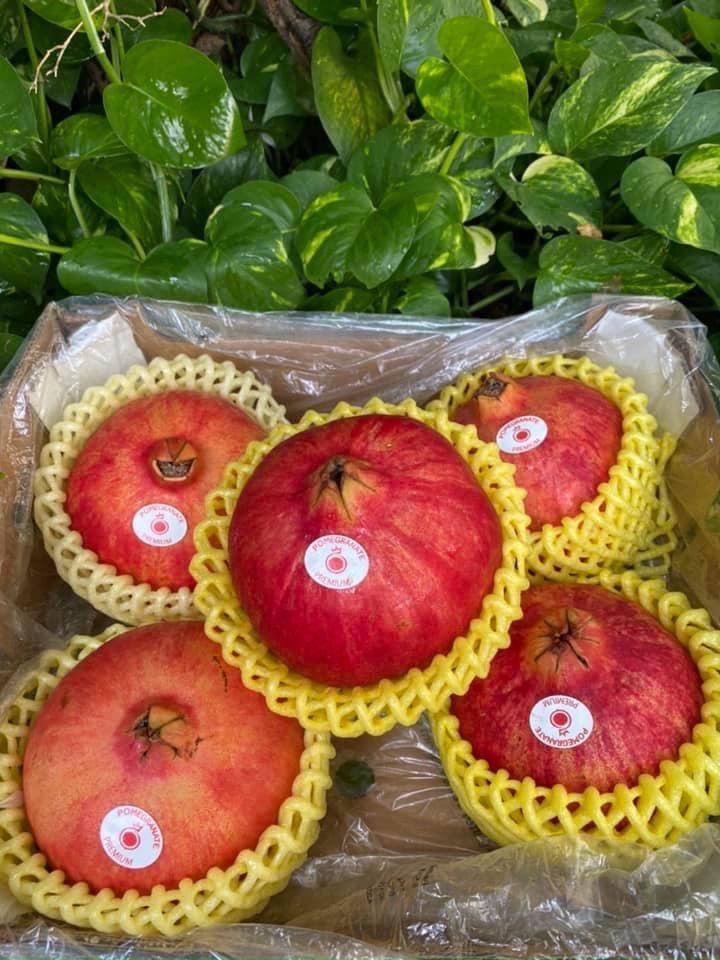 Lựu Peru size 5-6-7-8