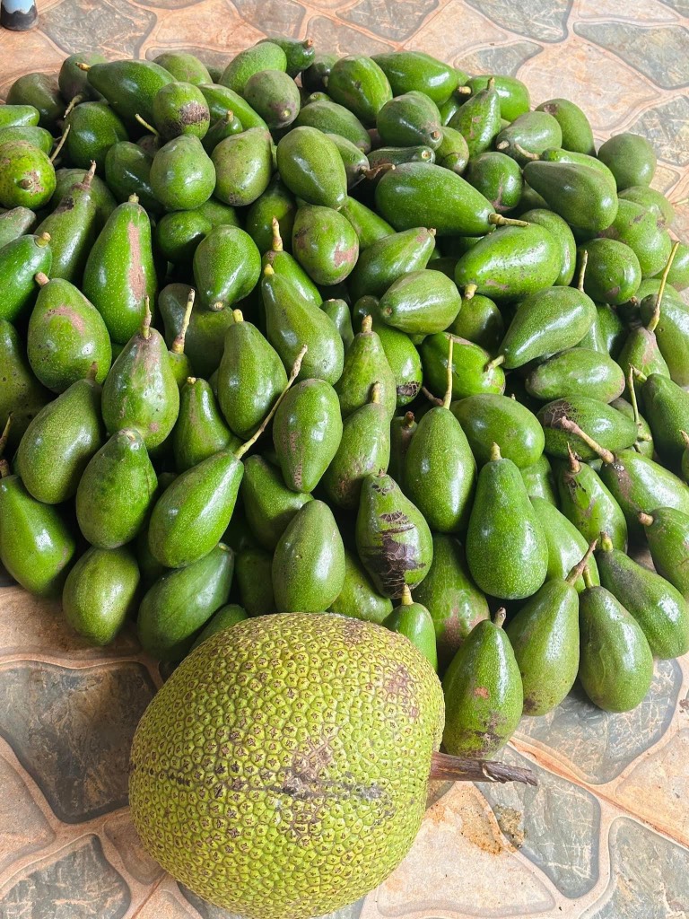 Bơ sáp canh tác an toàn