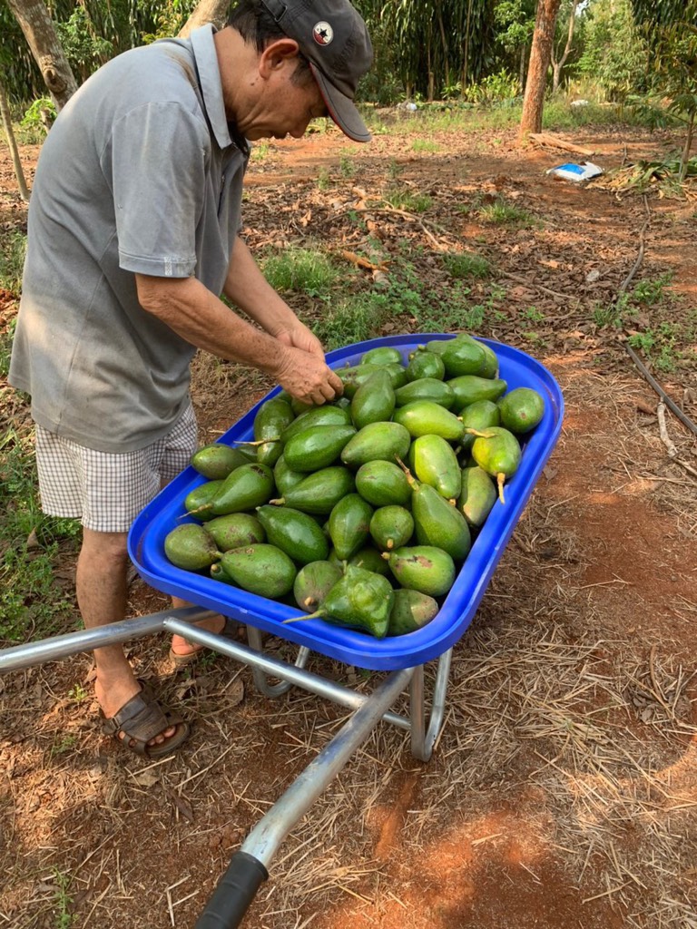 Bơ sáp canh tác an toàn