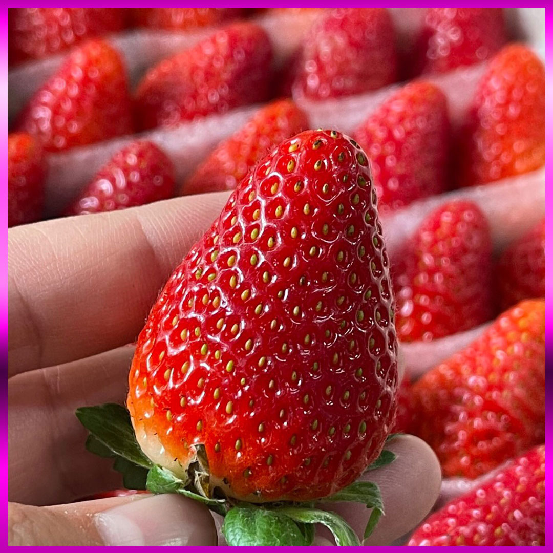 Dâu Montery thuỷ canh Đà Lạt hộp 500g