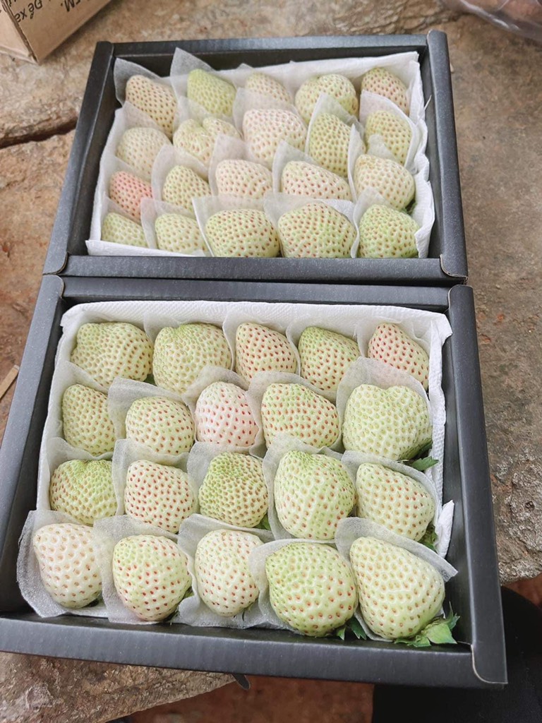 Dâu Bạch Tuyết Đà Lạt sz 20 (hộp 250gr)