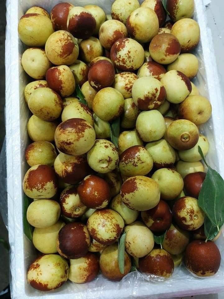 Táo tàu VIP (hồng táo)