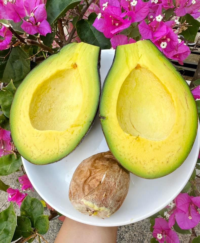 Bơ sáp canh tác an toàn