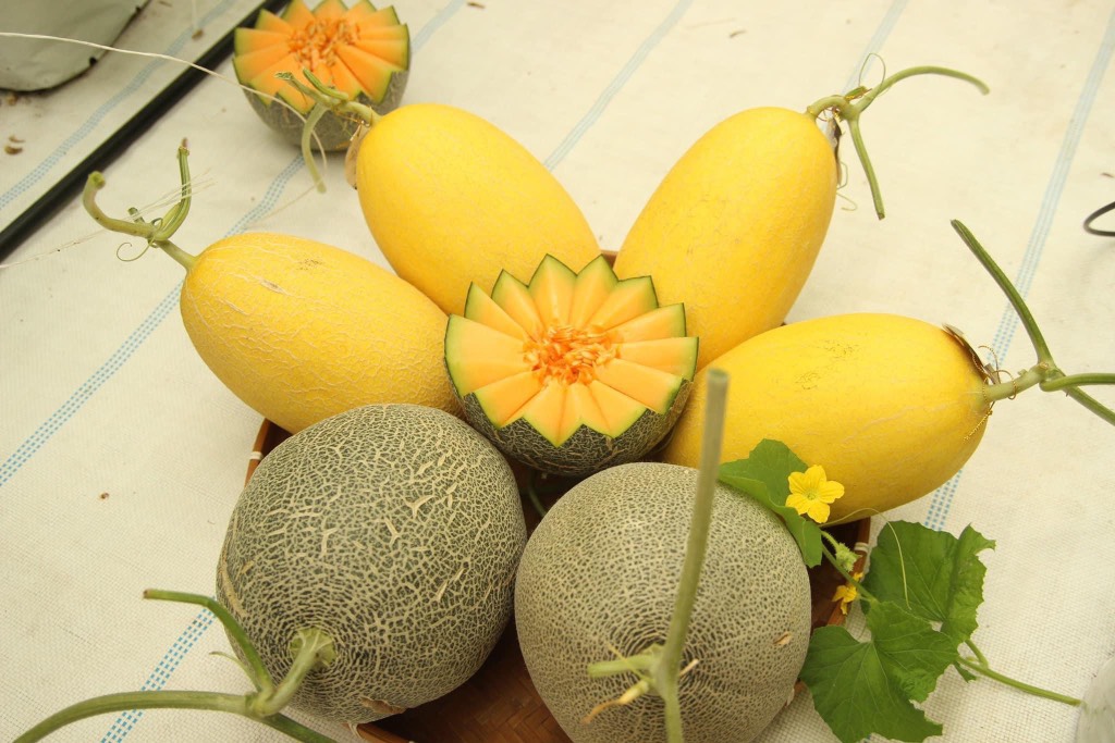 Dưa lưới (dưa Mật) Amore Bình An Farm premium
