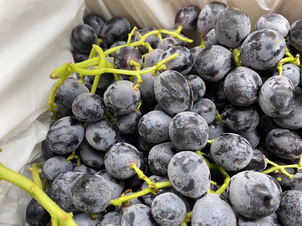 Nho đen Úc Gold Fuji