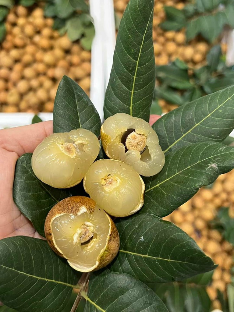 Thanh nhãn (nhãn bắp cải)