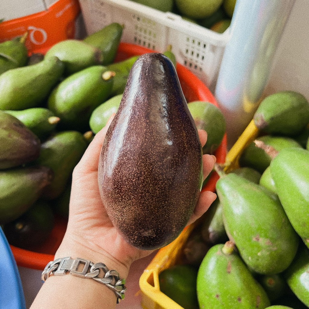 Bơ sáp canh tác an toàn