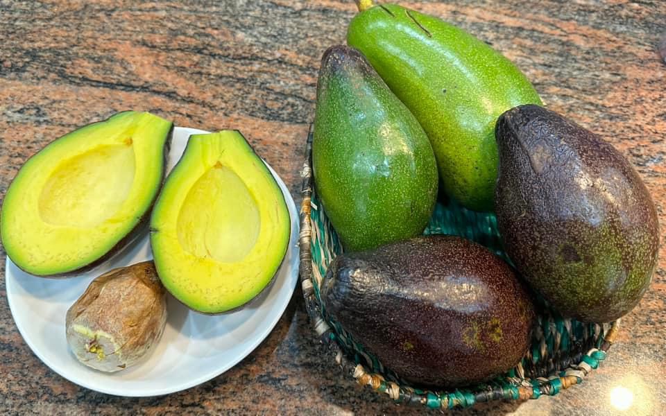 Bơ sáp canh tác an toàn