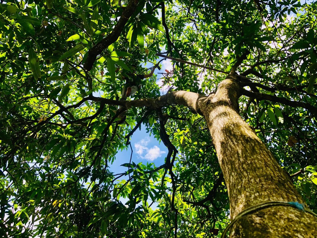 Xoài Cát Chu Hữu Cơ Cao Lãnh chú Hiệp