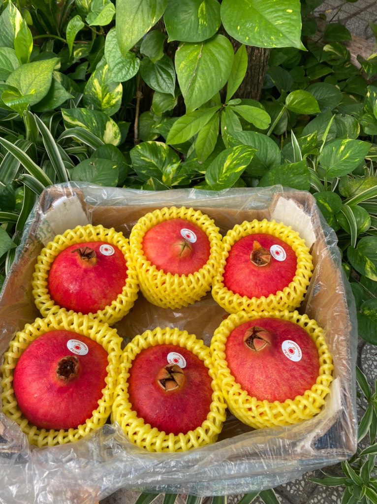 Lựu Peru size 5-6-7-8