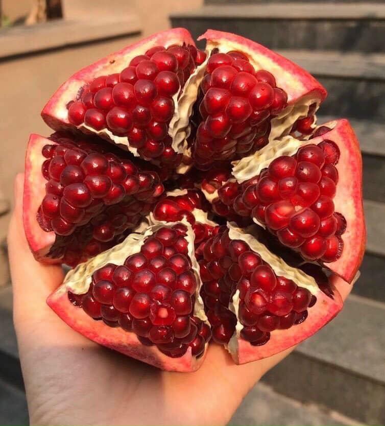 Lựu Peru size 5-6-7-8