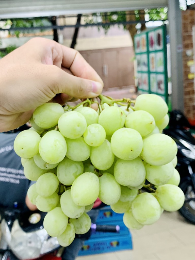 Nho xanh Úc Sweet Globe (Olive)