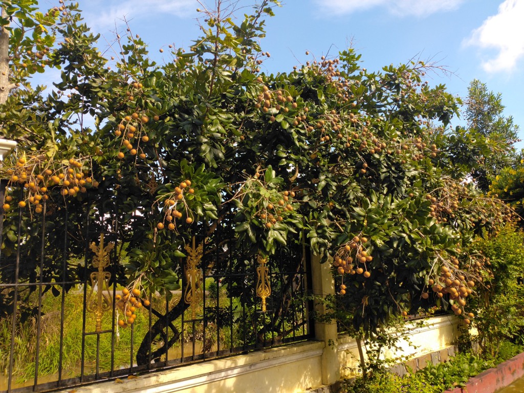 Thanh nhãn (nhãn bắp cải)