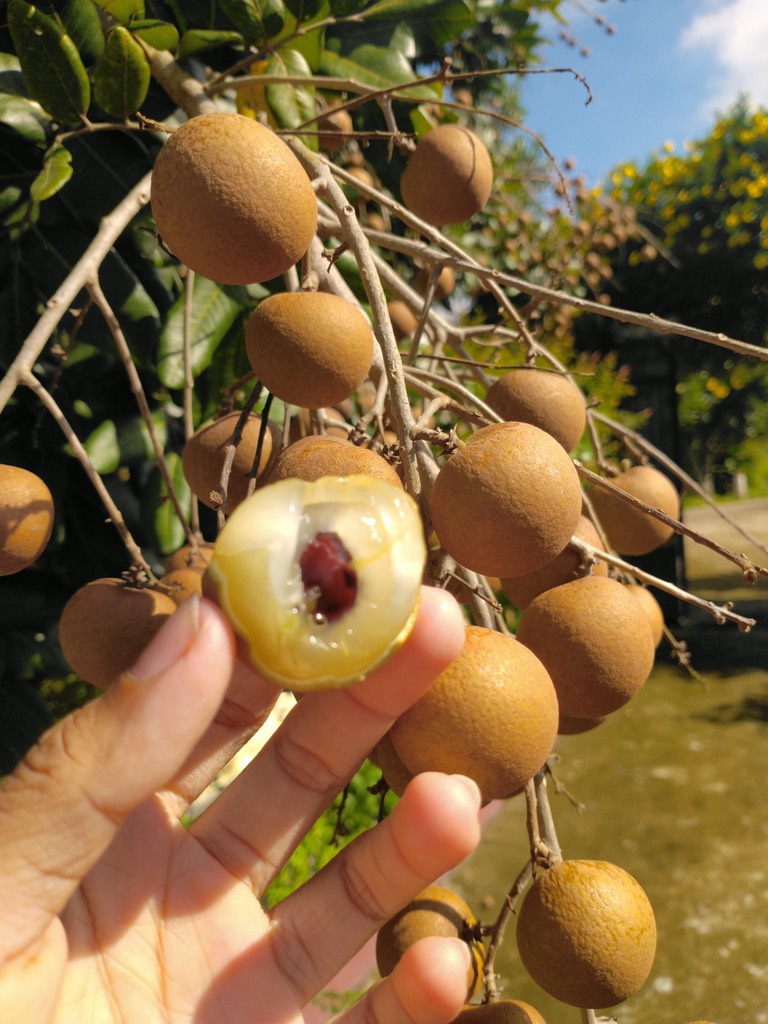 Thanh nhãn (nhãn bắp cải)