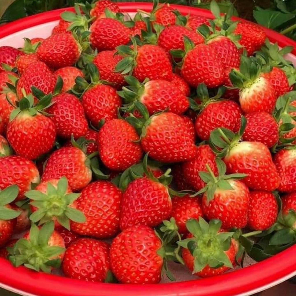 Dâu Tây giống Nhật size C (49 trái) hộp 500gr
