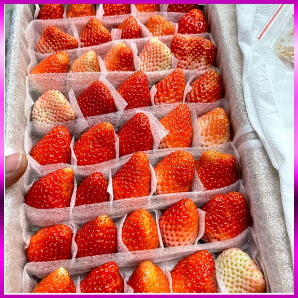 Dâu Tây giống Nhật size C (49 trái) hộp 500gr