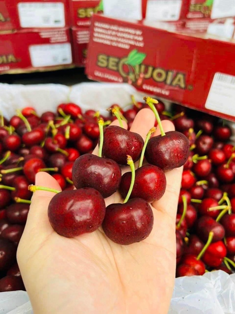 Cherry Mỹ Sequoia (cali)